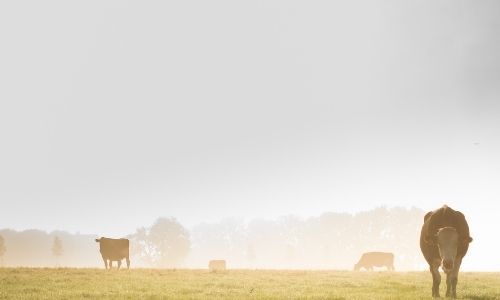 agcess-lawncare-maintenance