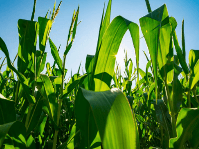 Food Plots