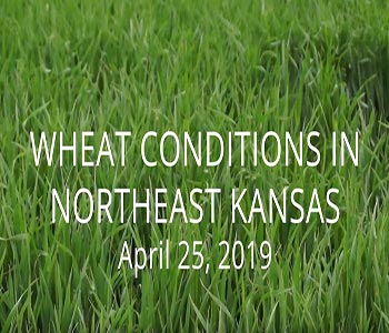 Update With Kansas Wheat Alliance 1