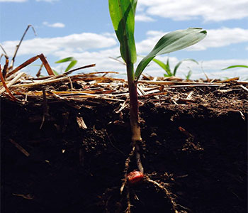 Boosting Bushels – Tissue Sampling Edition