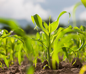 Boosting Bushels: Seed Treatment Edition