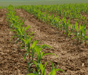 Should I Top-Dress My Corn With Nitrogen?