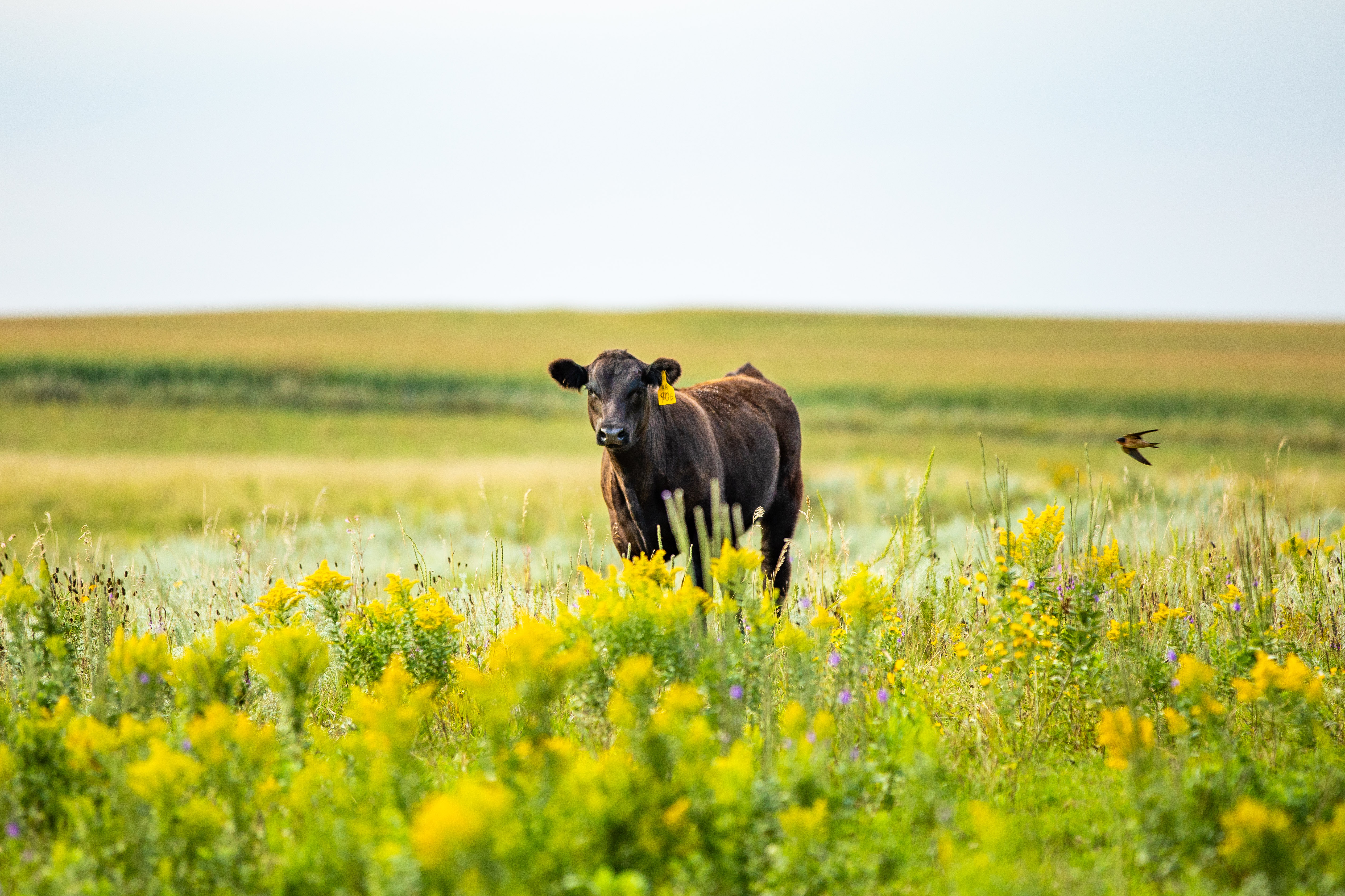 A Calf's Companion