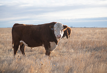 Red and White Bull