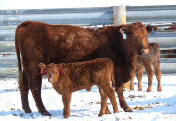 cow calf pair