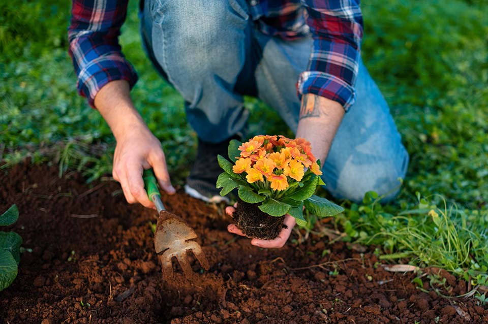 Planting in the Garden