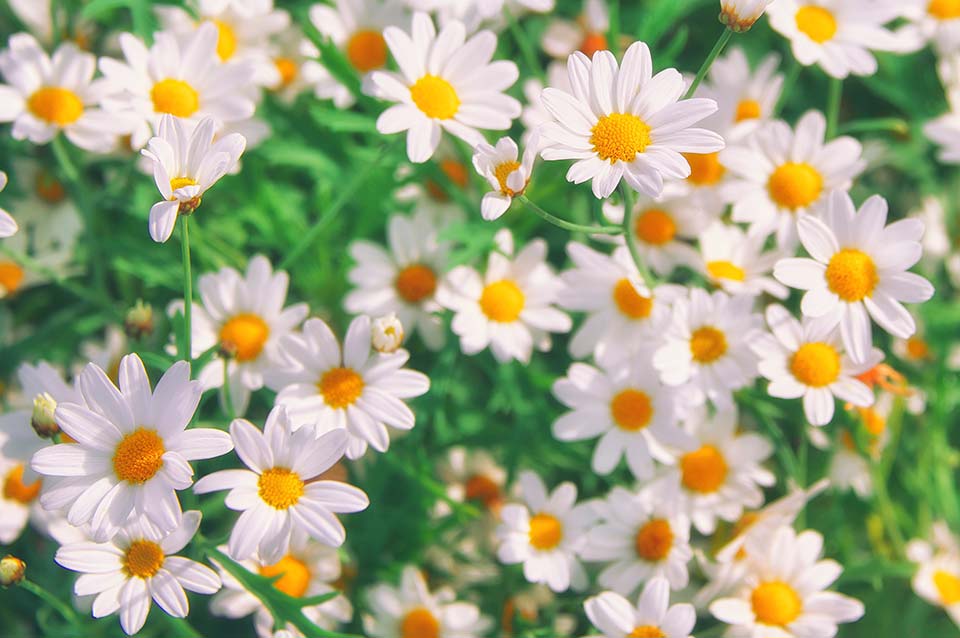 Bed of White Daisies