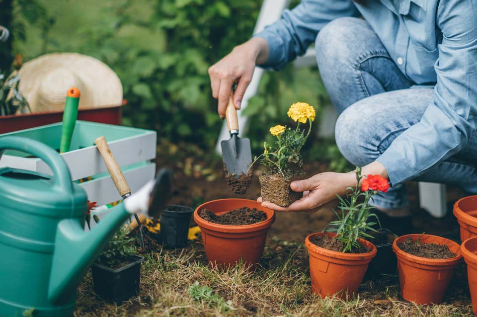 Potting Marigolds