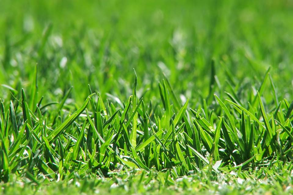 Healthy Green Grass Healthy Green Grass