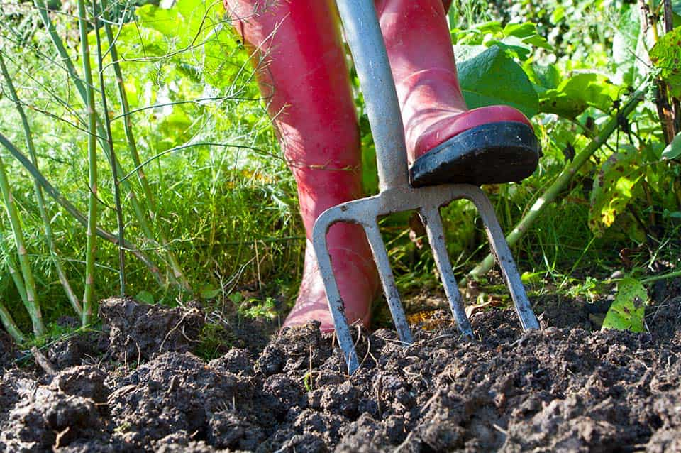 Digging with a Garden Fork