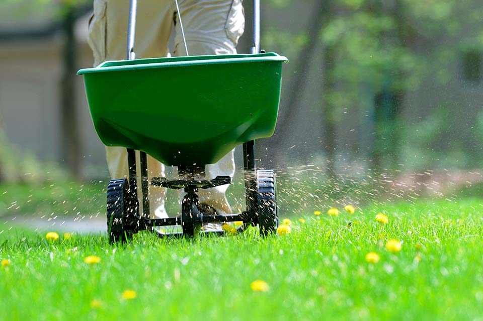 Treating a Lawn Full of Dandelions