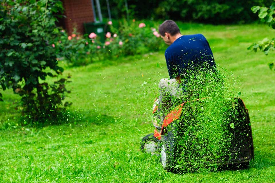 Busy Mowing the Lawn