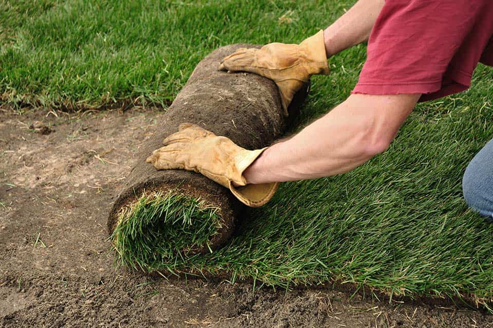 Unrolling Fresh Sod