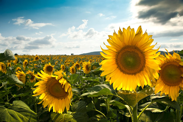 sunflower field