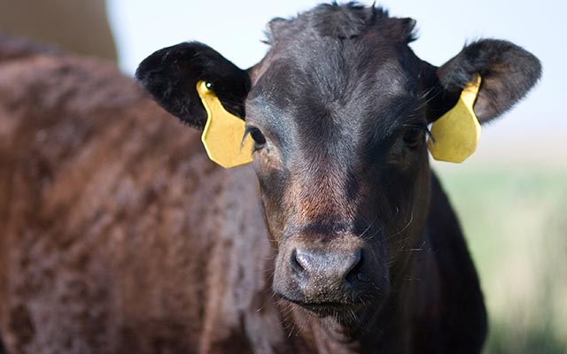 Cattle