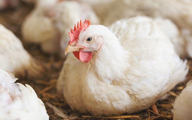 Commercial Poultry