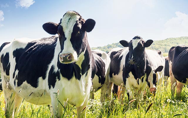 Dairy
