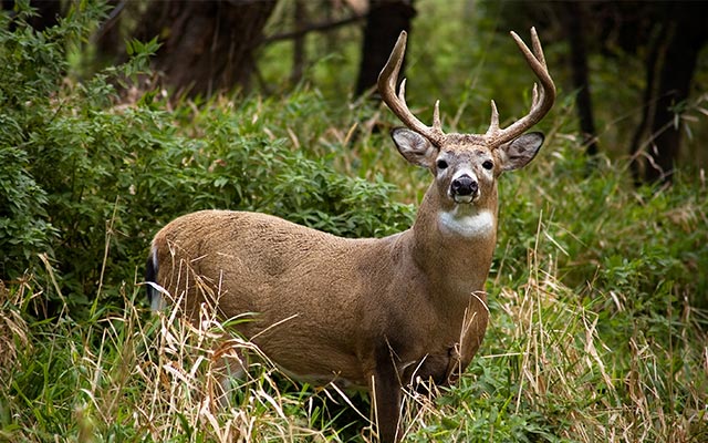 Deer