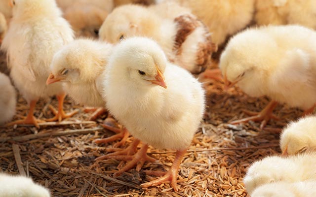 Flock