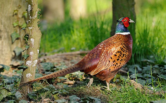 Game Bird
