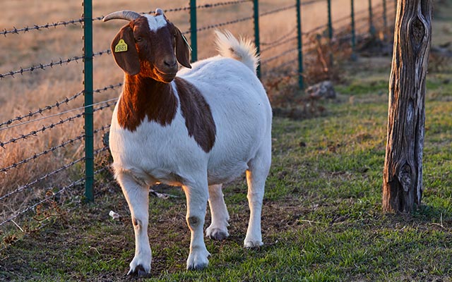 Goat