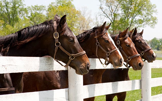 Horse