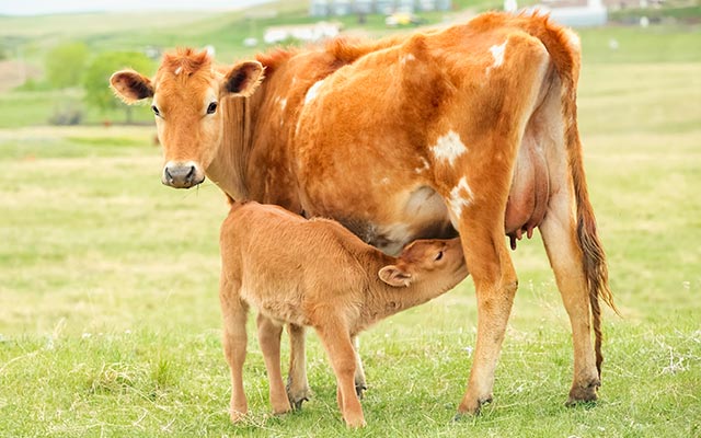 Milk Replacer