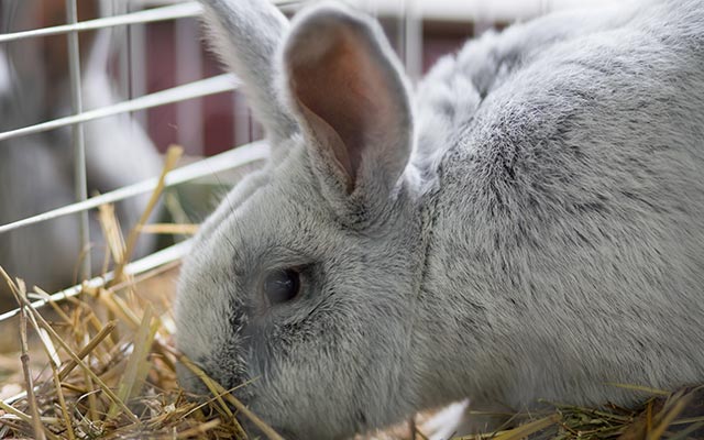 Rabbit