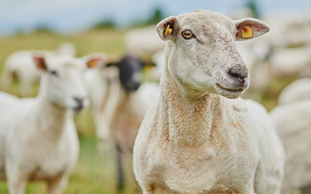 Sheep