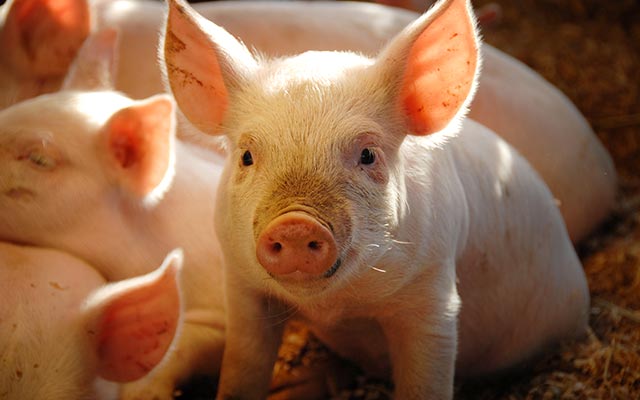 Swine