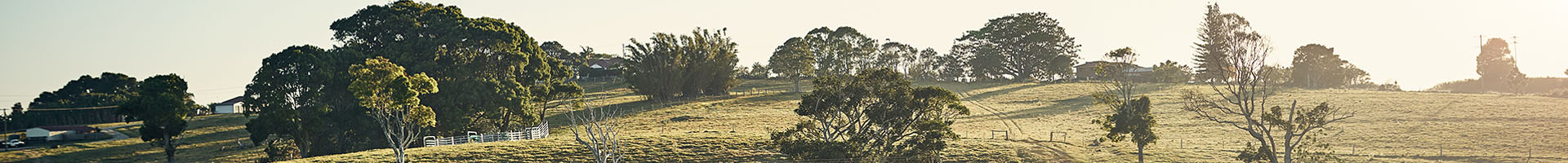 A hill lined with trees in a pasture.