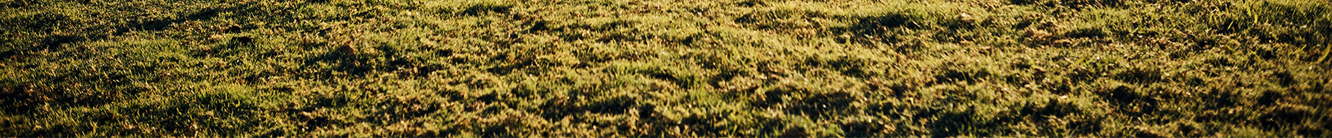 A photo of the grass in a pasture.