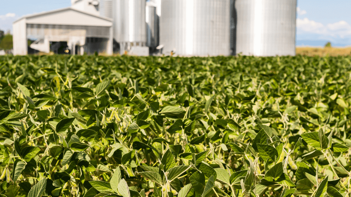 How the Dicamba Registration Affects your Management Options