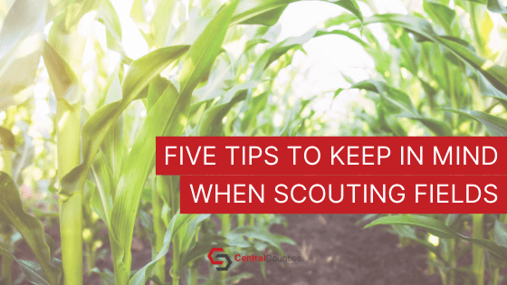Five Tips to Keep in Mind When Scouting Fields