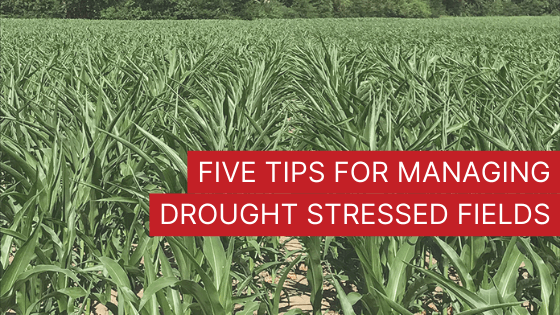 5 Tips for Managing Drought Stressed Fields