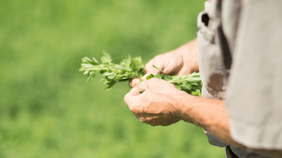 5 Preseason Tips for a Strong Alfalfa Crop