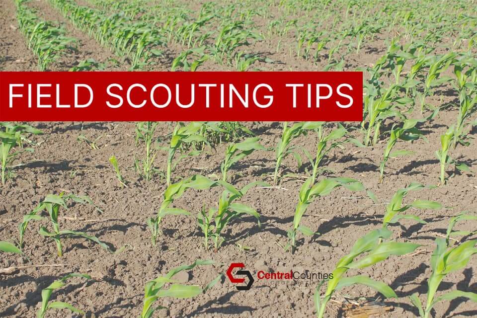 Field Scouting Tips