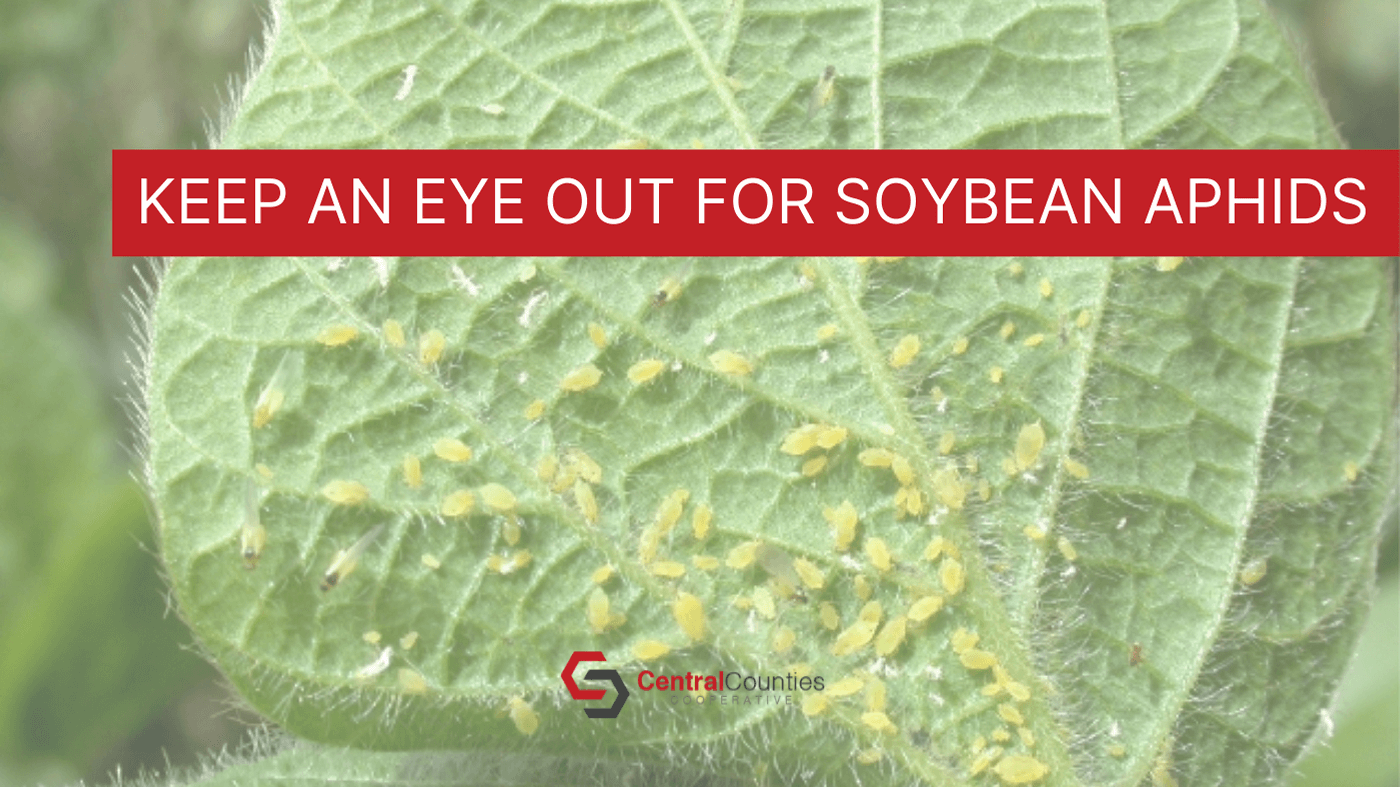 Keep an Eye out for Soybean Aphids