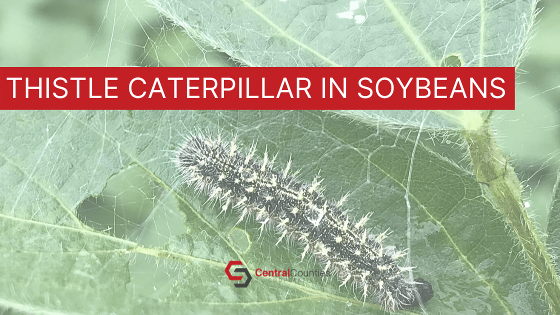 Thistle Caterpillar in Soybeans