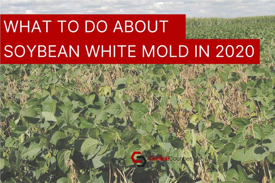 What to Do about Soybean White Mold in 2020