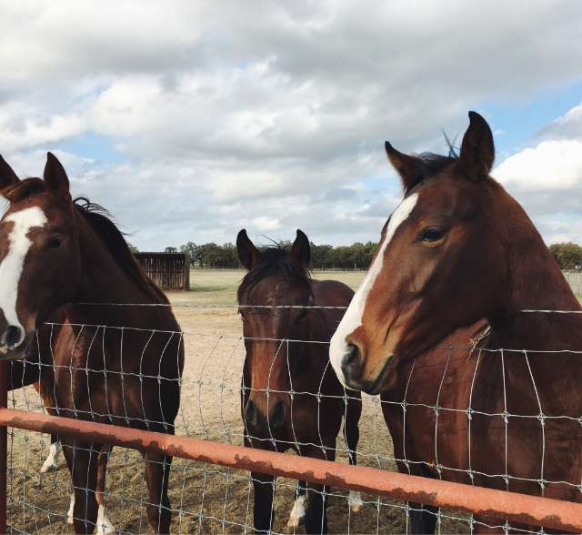 Equine