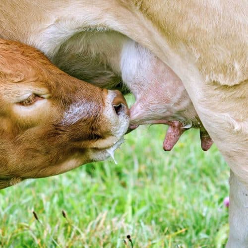 Calf-feeding