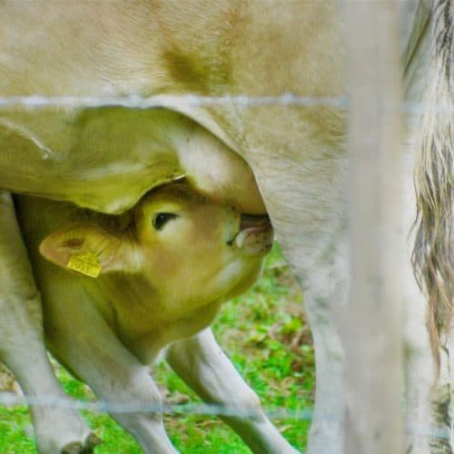 Calf-nursing