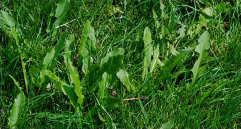 Weeds in your lawn