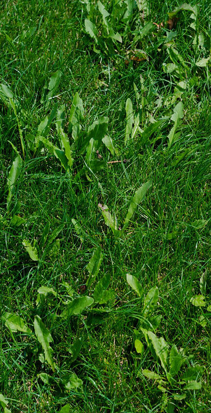 Weeds in your lawn