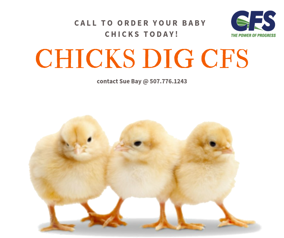 Chicks-Dig-CFS.png
