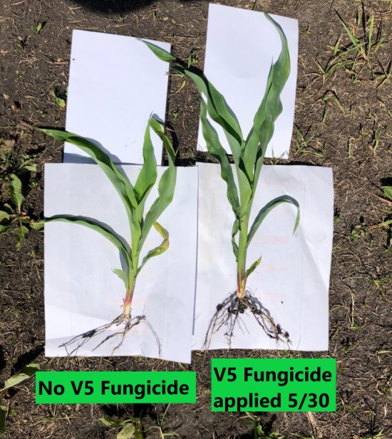V5-Fungicide-Example-550.jpg