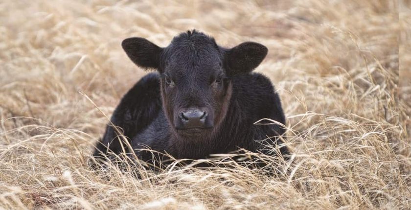 baby beef cows