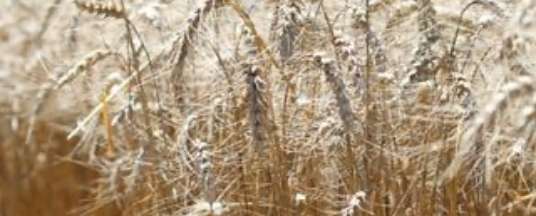 COVER CROPS