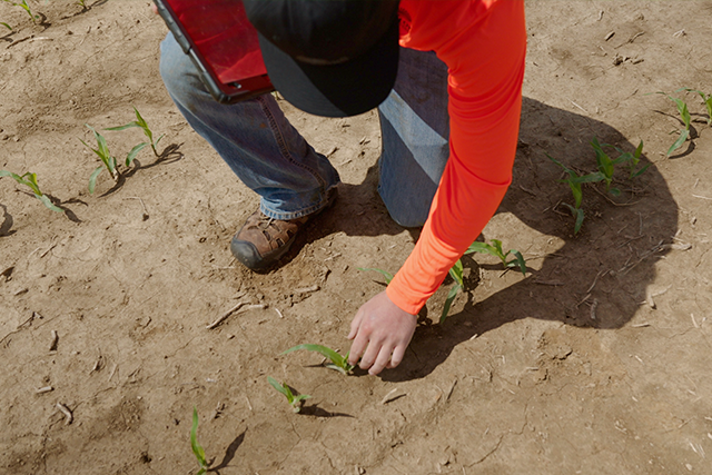 Crop tech scouting early season corn